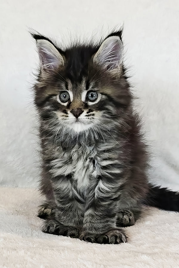 Kingsford | Polydactyl Maine Coon Kitten