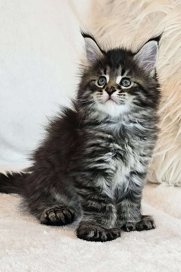 Kingsford | Polydactyl Maine Coon Kitten