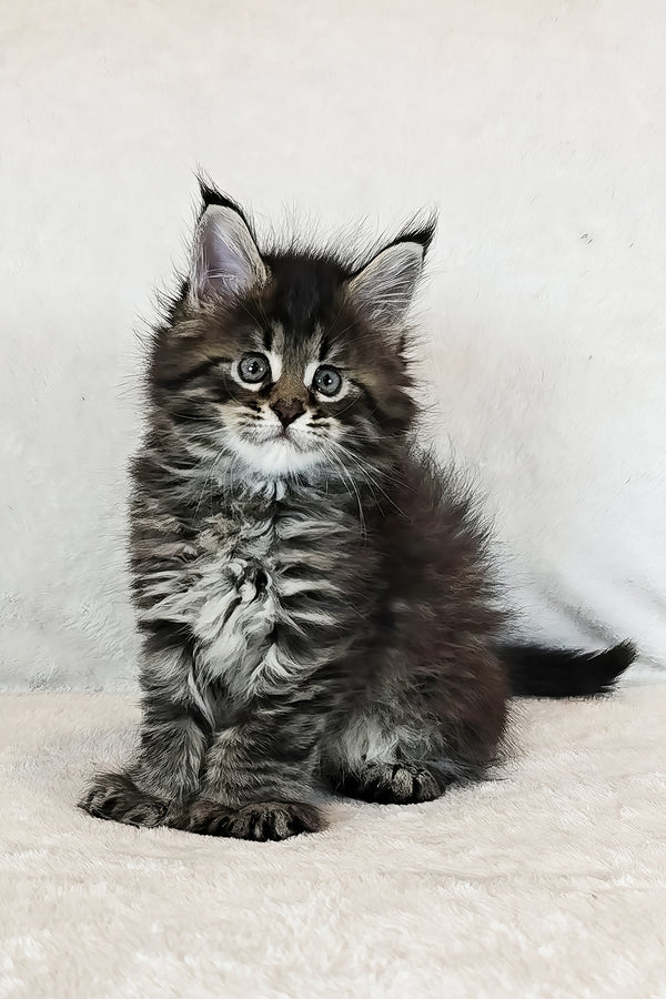 Kingsford | Polydactyl Maine Coon Kitten