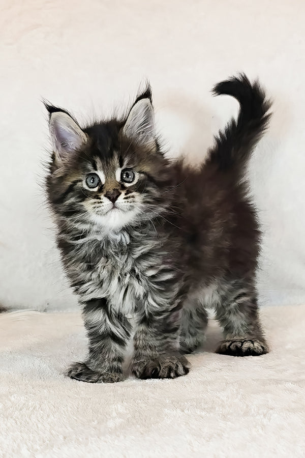 Kingsford | Polydactyl Maine Coon Kitten