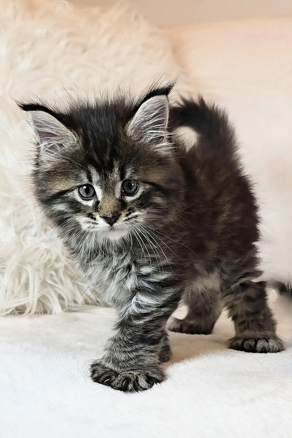 Kingsford | Polydactyl Maine Coon Kitten