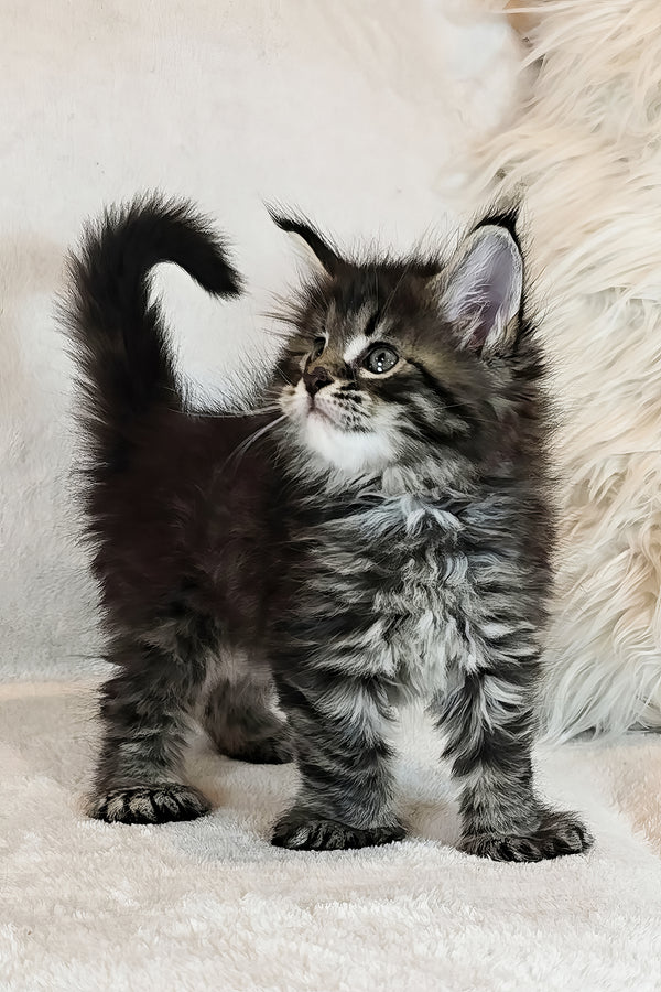 Kingsford | Polydactyl Maine Coon Kitten