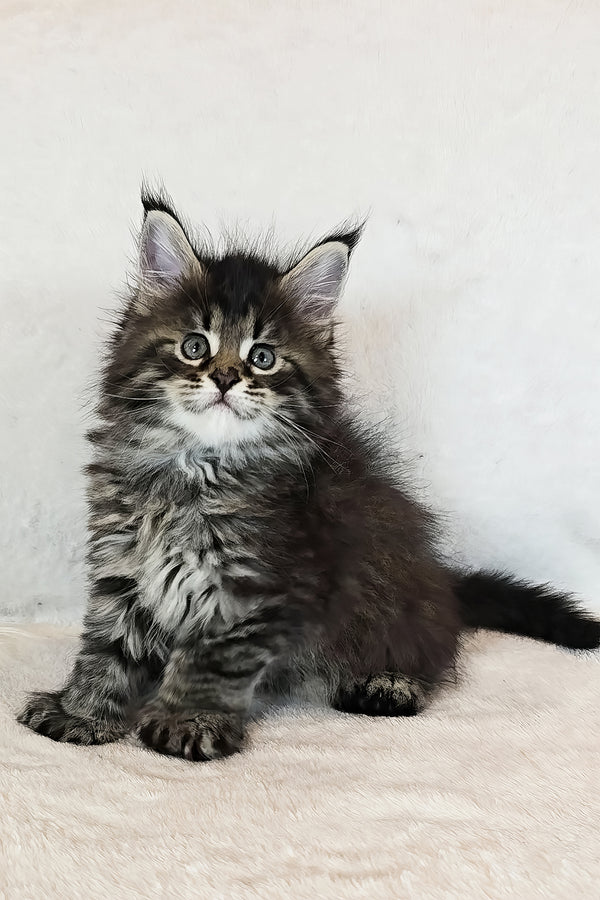 Kingsford | Polydactyl Maine Coon Kitten