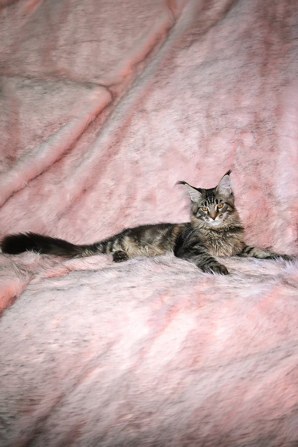 Kingston | Maine Coon Kitten