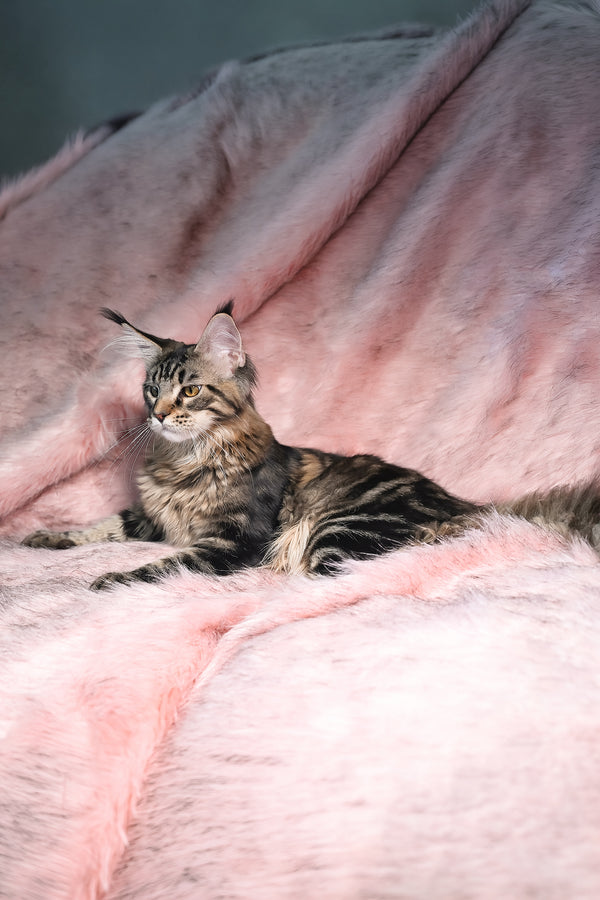 Kingston | Maine Coon Kitten