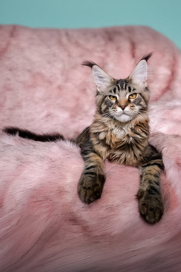 Kingston | Maine Coon Kitten
