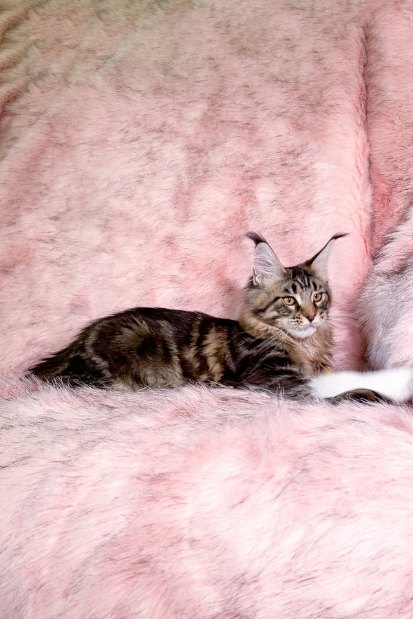 Kingston | Maine Coon Kitten