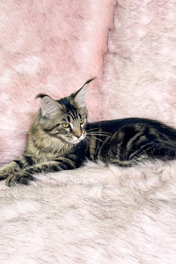 Kingston | Maine Coon Kitten