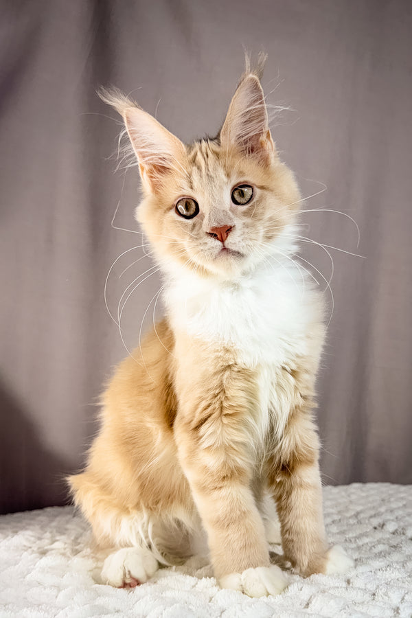 Kiparis | Maine Coon Kitten