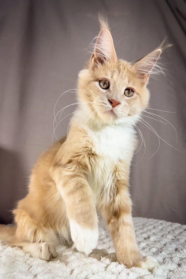 Kiparis | Maine Coon Kitten