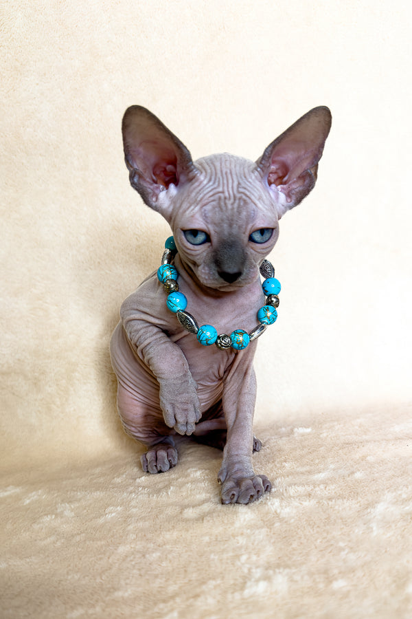 Kira | Canadian Sphynx Kitten