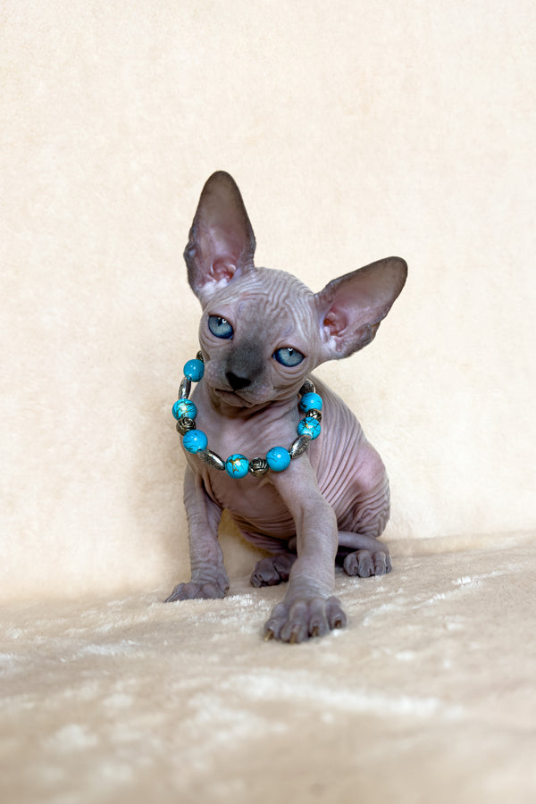 Kira | Canadian Sphynx Kitten