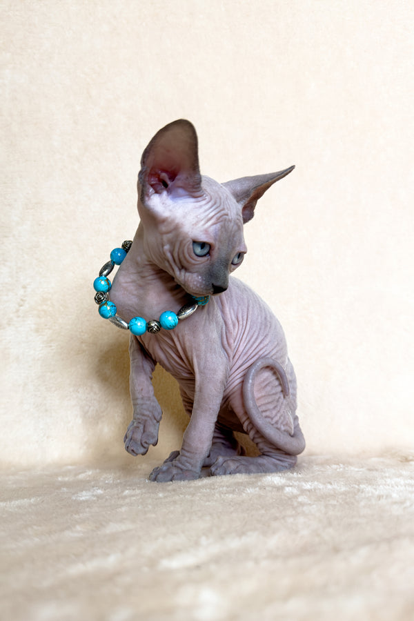 Kira | Canadian Sphynx Kitten