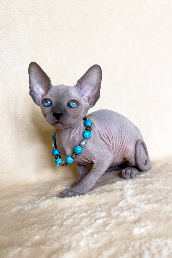 Kira | Canadian Sphynx Kitten