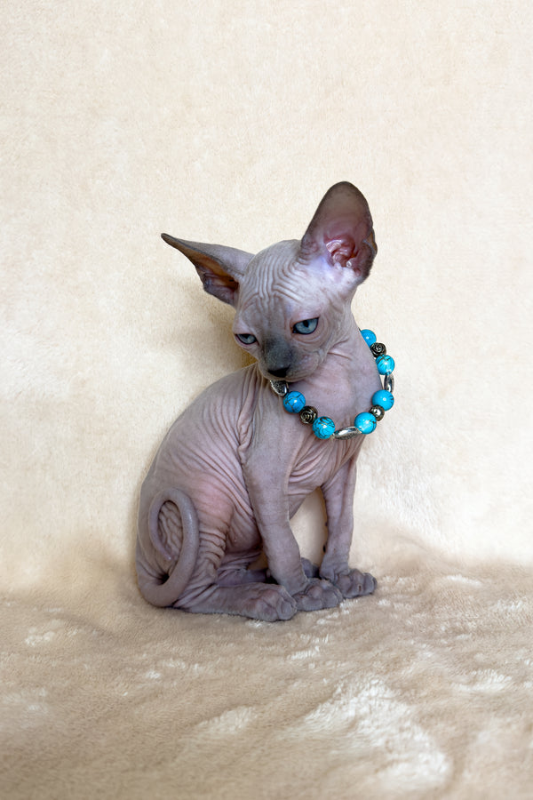 Kira | Canadian Sphynx Kitten