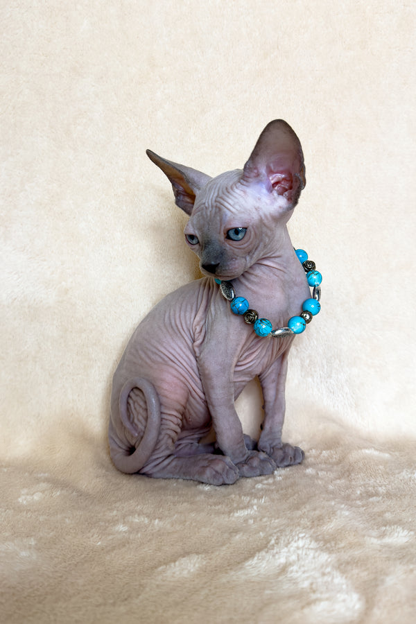 Kira | Canadian Sphynx Kitten