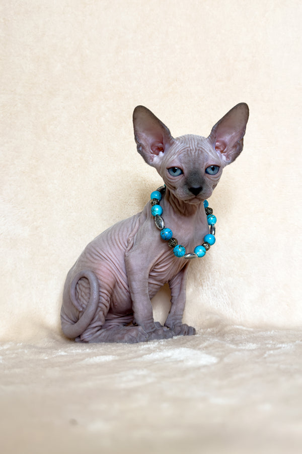 Kira | Canadian Sphynx Kitten