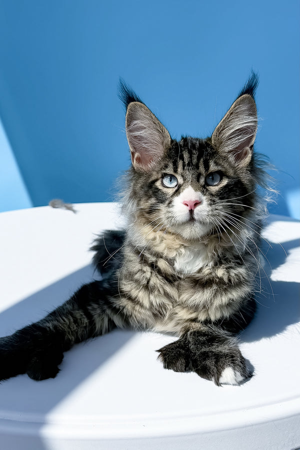 Kiras | Polydactyl Maine Coon Kitten