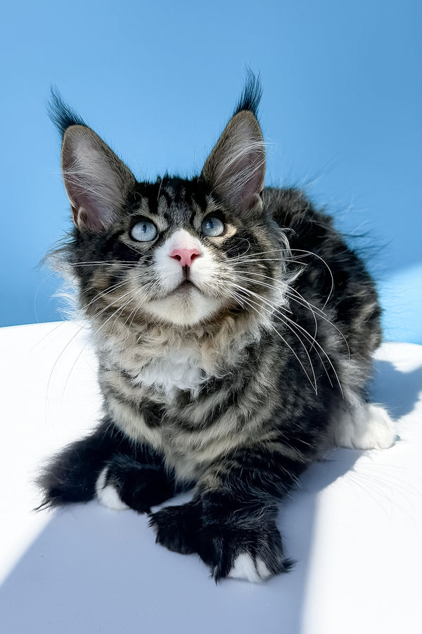 Kiras | Polydactyl Maine Coon Kitten