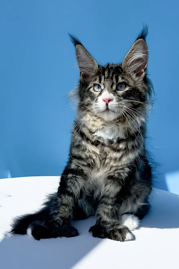 Kiras | Polydactyl Maine Coon Kitten