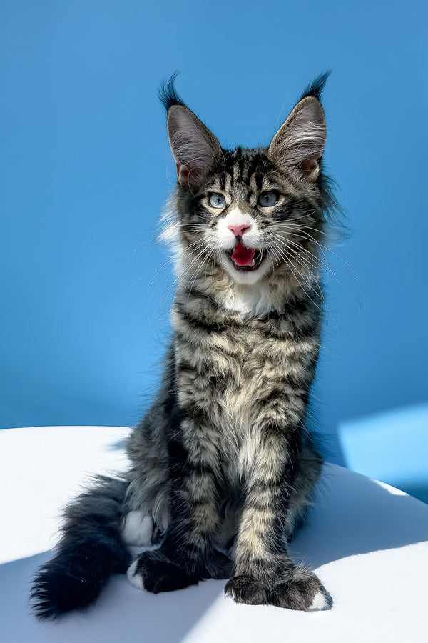 Kiras | Polydactyl Maine Coon Kitten