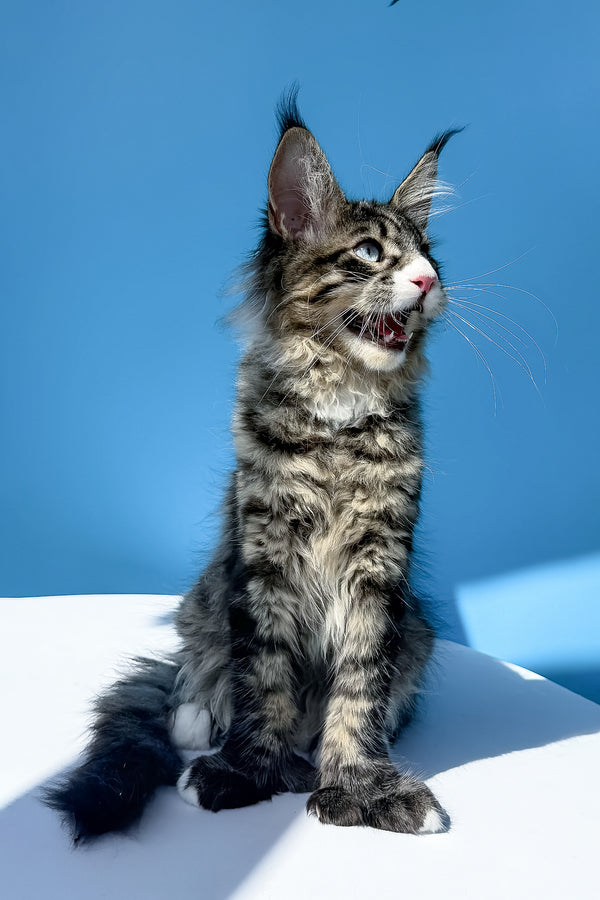 Kiras | Polydactyl Maine Coon Kitten