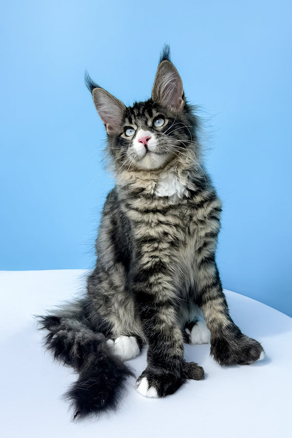 Kiras | Polydactyl Maine Coon Kitten