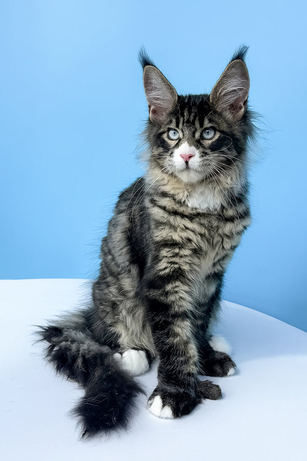 Kiras | Polydactyl Maine Coon Kitten