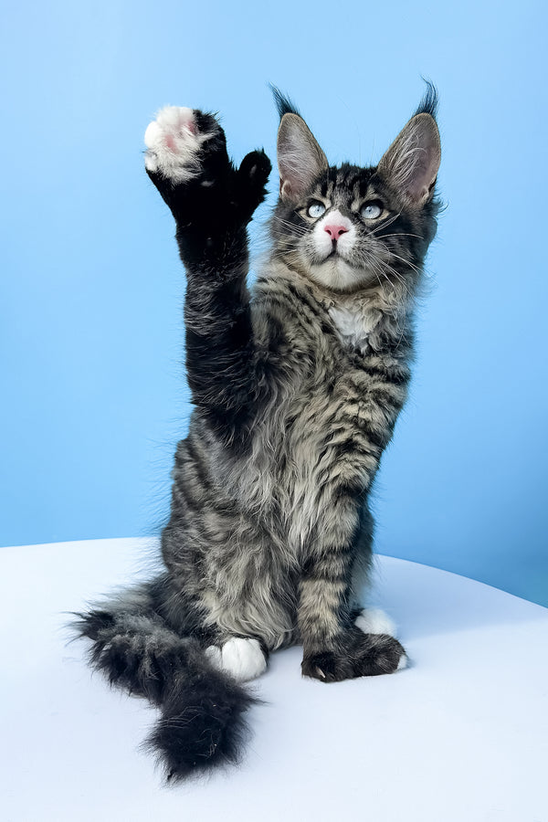 Kiras | Polydactyl Maine Coon Kitten