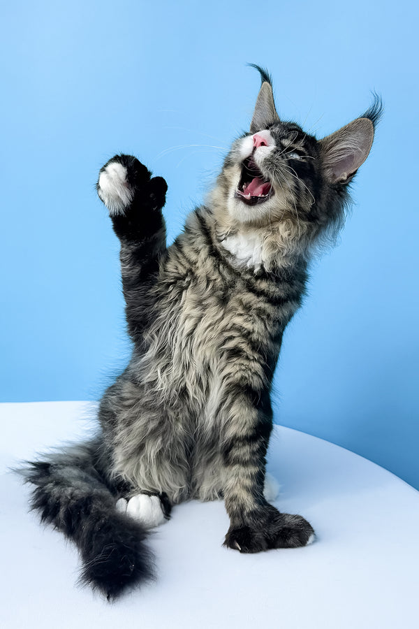 Kiras | Polydactyl Maine Coon Kitten