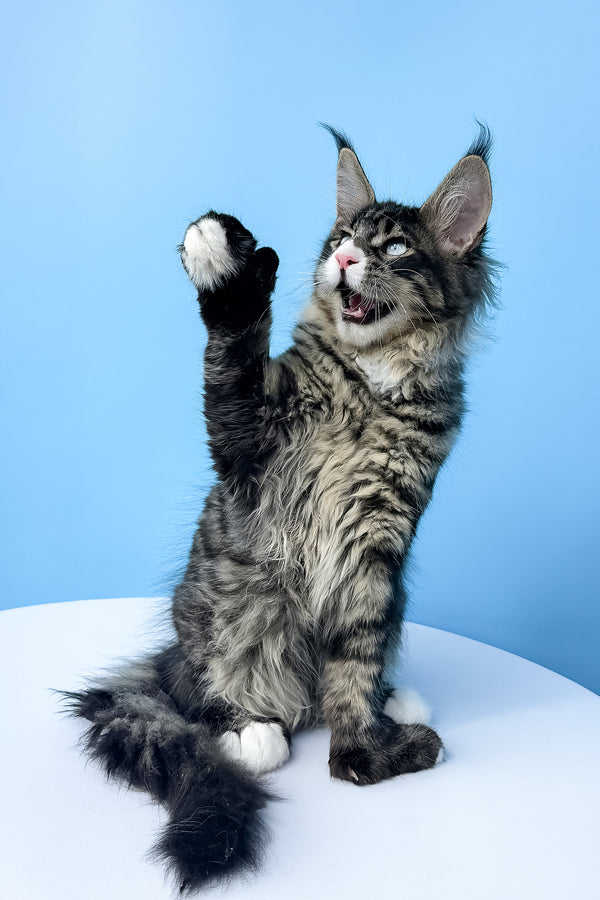 Kiras | Polydactyl Maine Coon Kitten