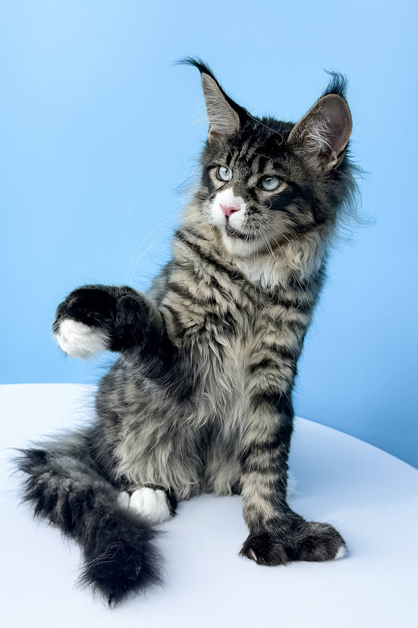 Kiras | Polydactyl Maine Coon Kitten