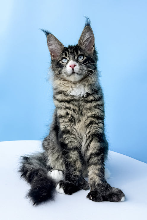 Kiras | Polydactyl Maine Coon Kitten