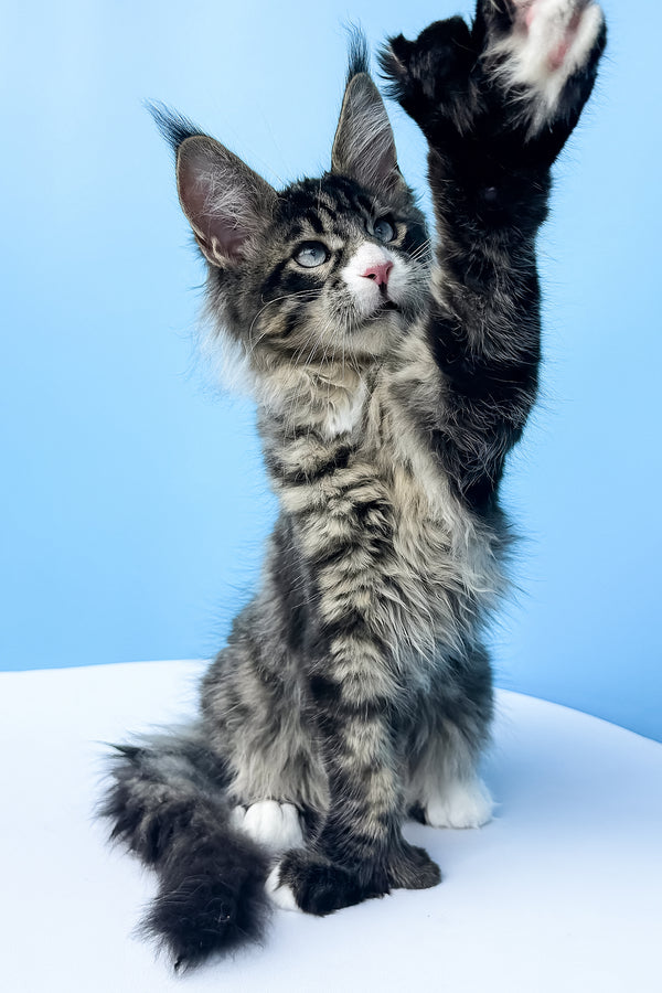 Kiras | Polydactyl Maine Coon Kitten
