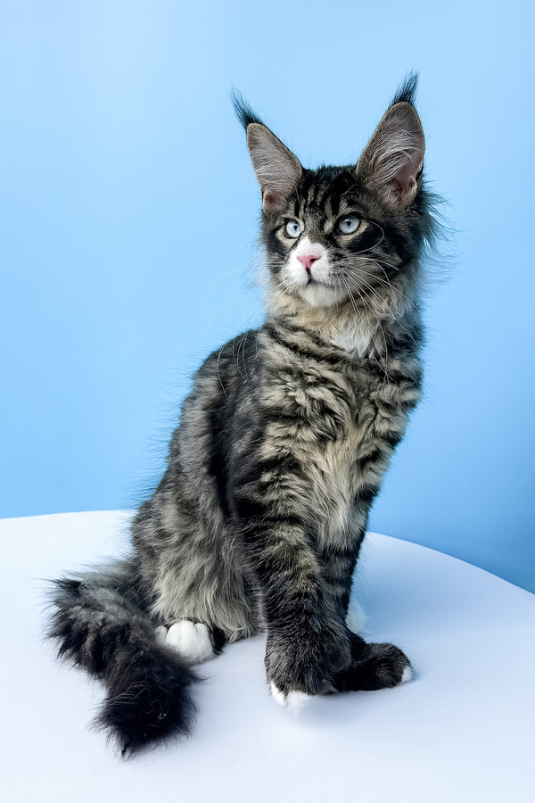 Kiras | Polydactyl Maine Coon Kitten