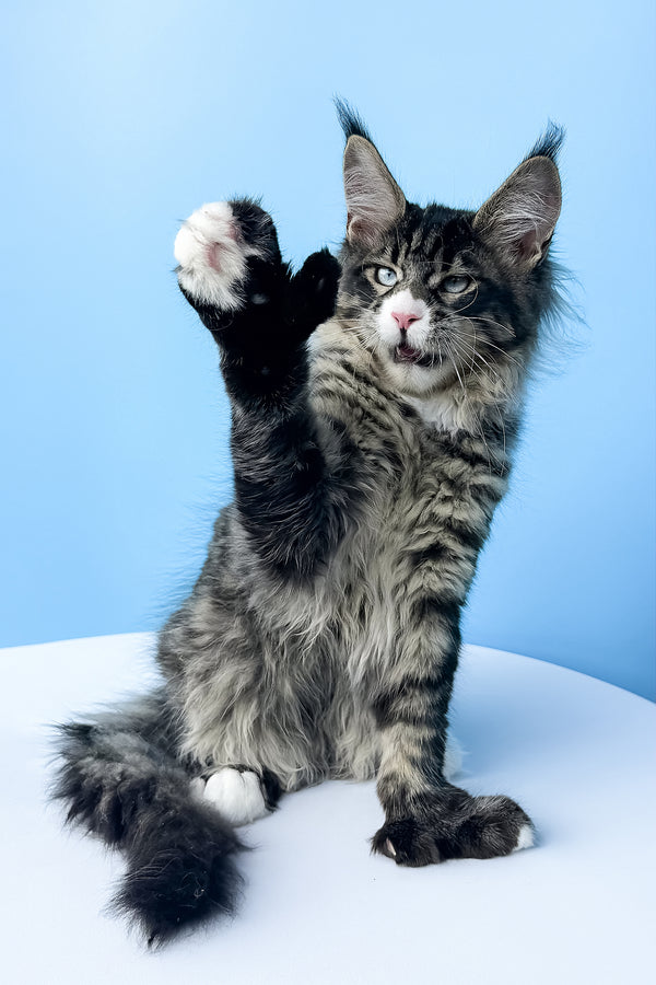 Kiras | Polydactyl Maine Coon Kitten