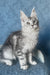 Kiski | Maine Coon Kitten