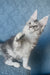 Kiski | Maine Coon Kitten