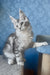 Kiski | Maine Coon Kitten