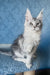 Kiski | Maine Coon Kitten