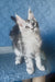 Kiski | Maine Coon Kitten