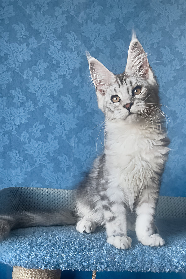 Kiski | Maine Coon Kitten