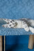 Kiski | Maine Coon Kitten