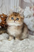 Kiss | British Longhair Kitten