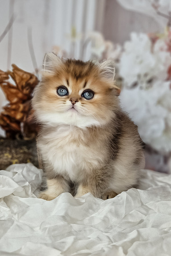 A fluffy british longhair kitten with golden fur and striking blue eyes sitting on crumpled white fabric showcasing purebred kitties