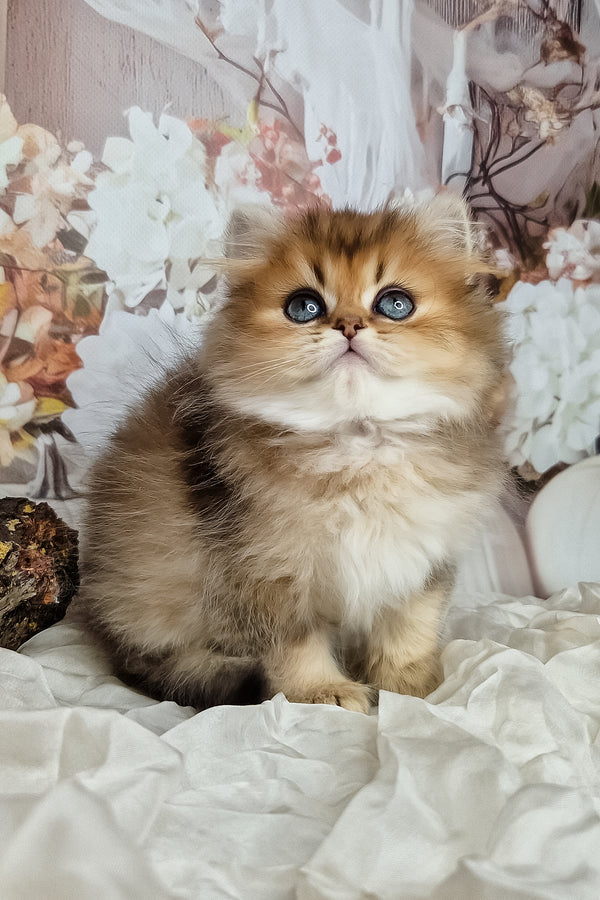 Fluffy british longhair kitten with golden fur and striking blue eyes sitting on white textured surface purebred kitties