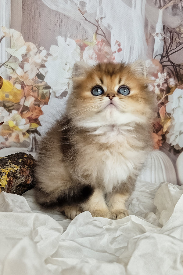 A fluffy british longhair kitten with golden fur and striking blue eyes sitting on white fabric surface