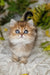 Kiss | British Longhair Kitten