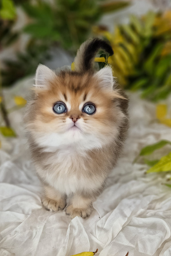 A fluffy british longhair kitten with golden fur and striking blue eyes sitting on white fabric surface