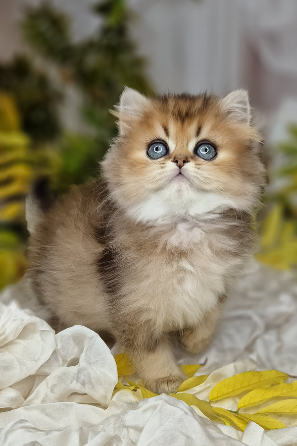 Fluffy british longhair kitten with golden fur, purebred kitties, and white chest sitting on crumpled fabric